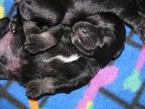 schnauzer puppy